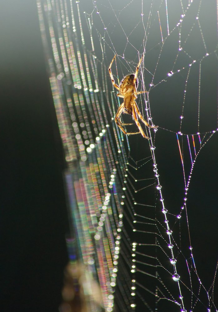 Photograph by Чепленко Алексей