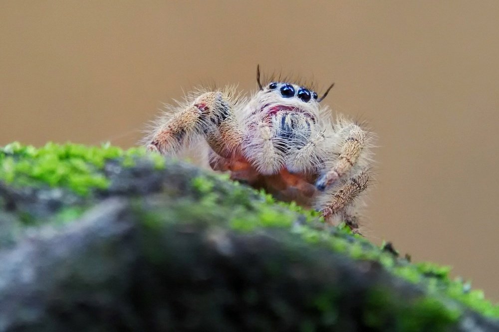 Photograph by Hari Subagiyo