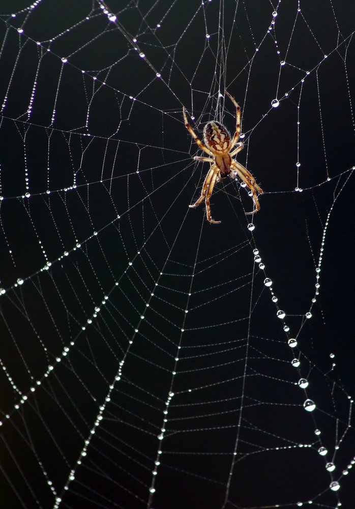 Photograph by Чепленко Алексей