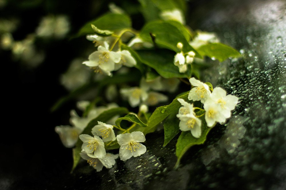 Photograph by Светлана Ржевская