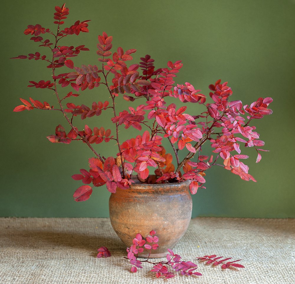 Шиповник в октябре