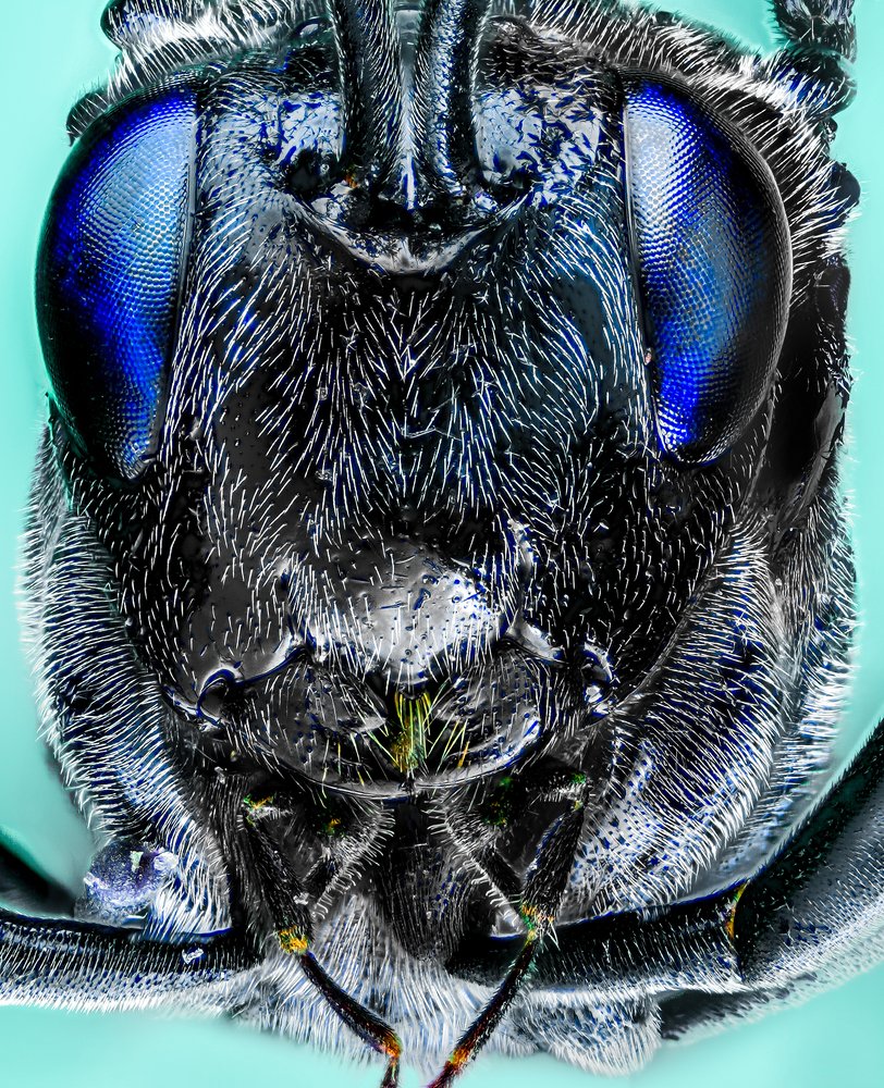 Синеглазка.