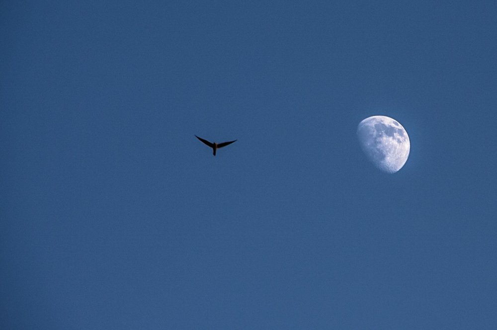 Photograph by Chia Hasankhali