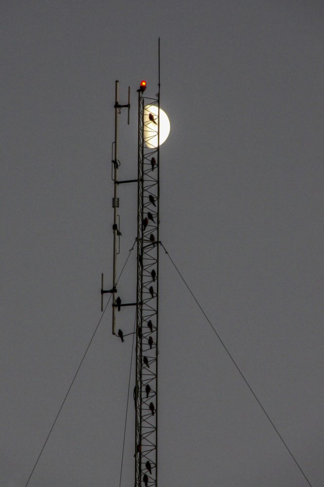 Photograph by Chia Hasankhali