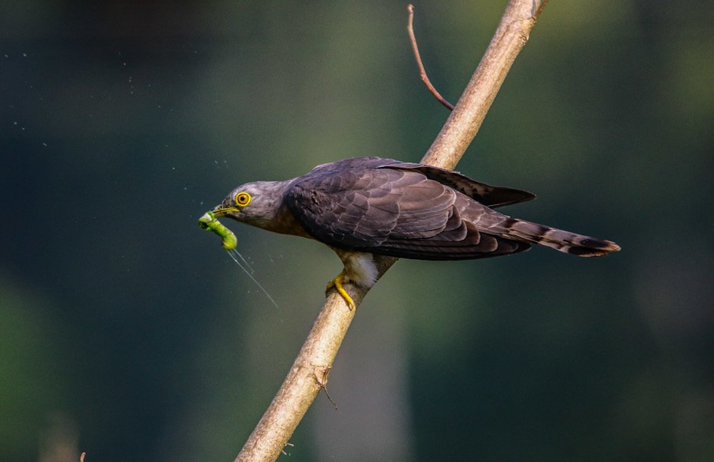 Фотография автора Devjit Giri