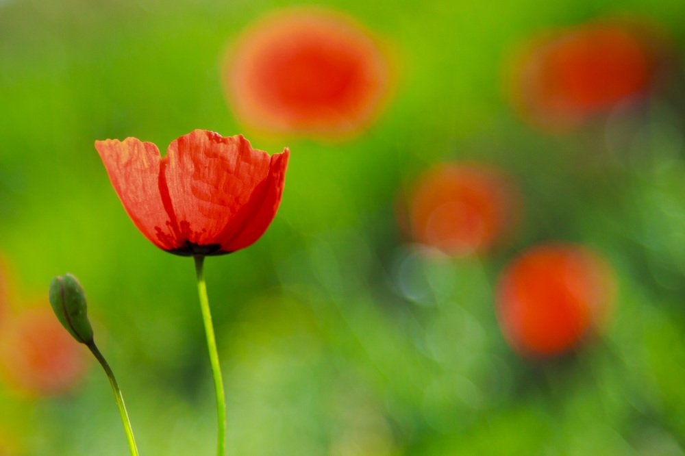 Photograph by Chia Hasankhali