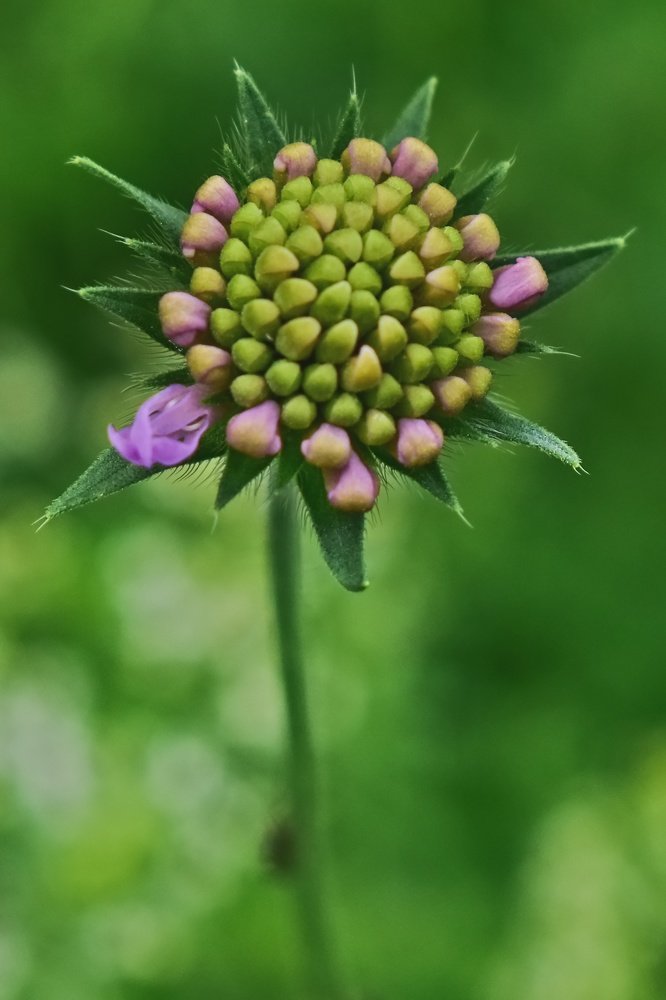 Photograph by Peter Pochyly