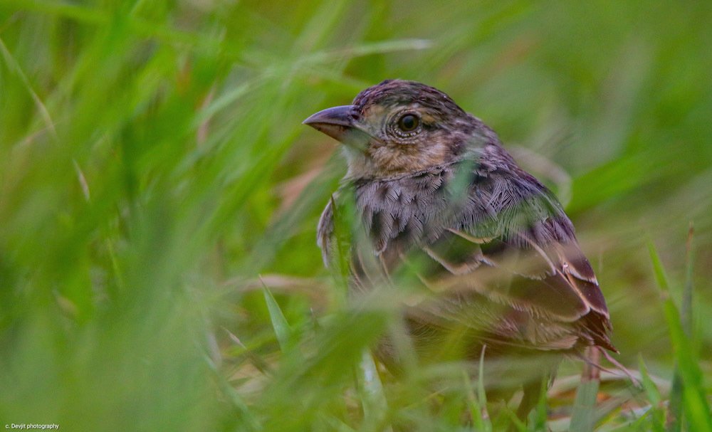 Фотография автора Devjit Giri