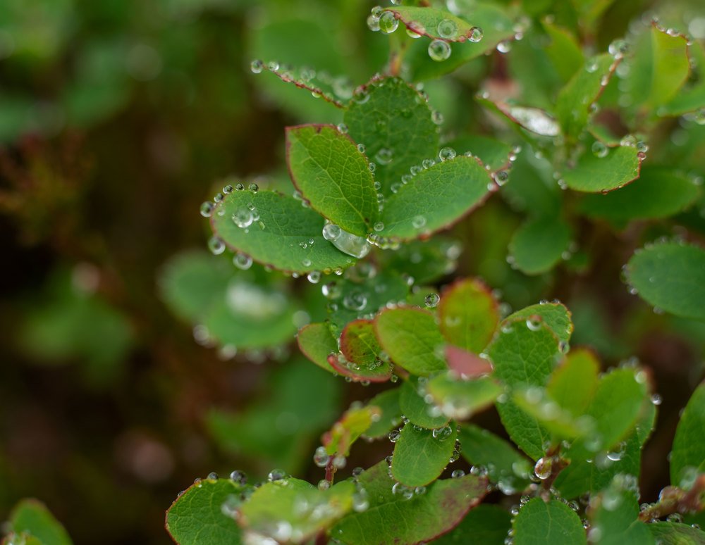 Жемчужные листья голубики