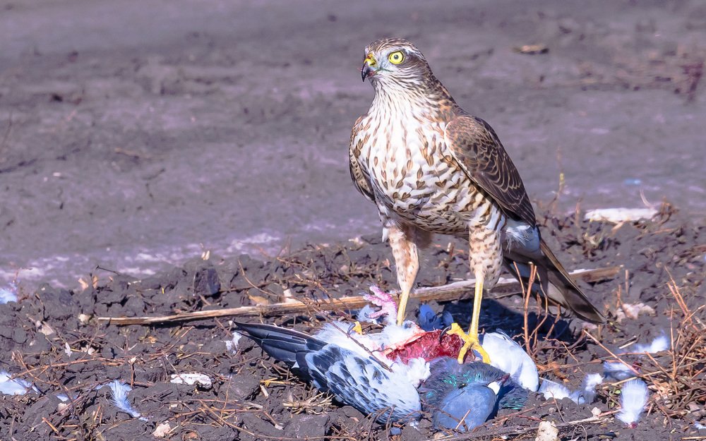 Удачная охота.