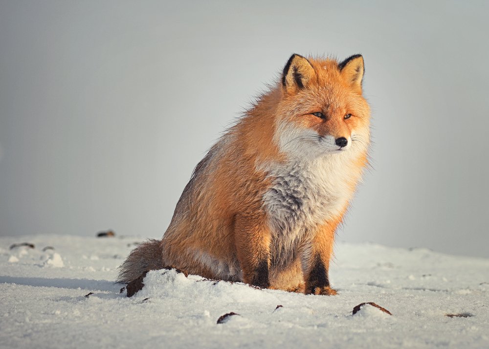 Photograph by Артём Белошицкий