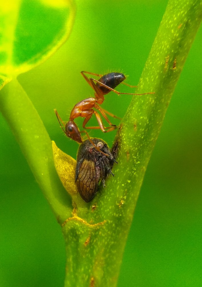 A HONEY RELATIONSHIP