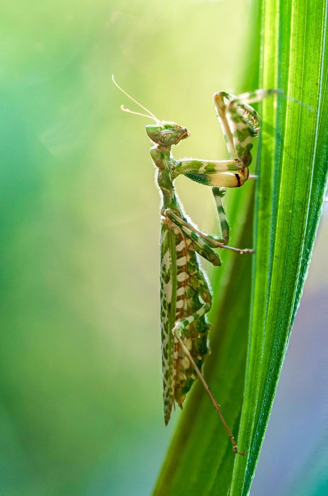 Фотография автора Tran Tuan