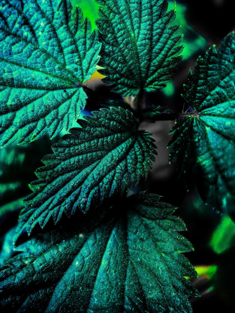 Photograph by Людмила Носова