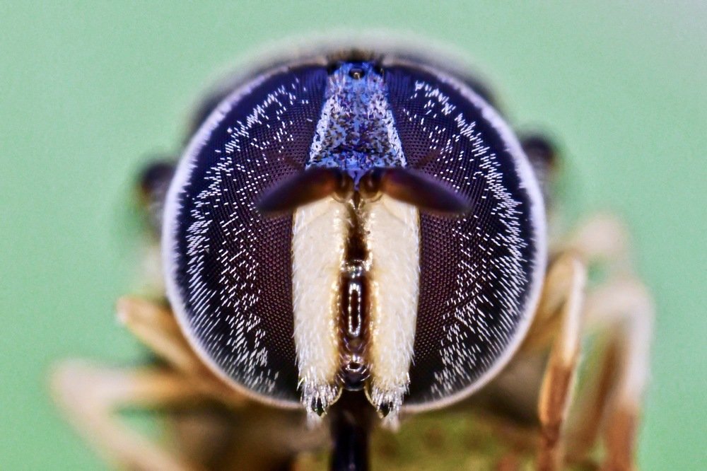 Photograph by Sharel Albor