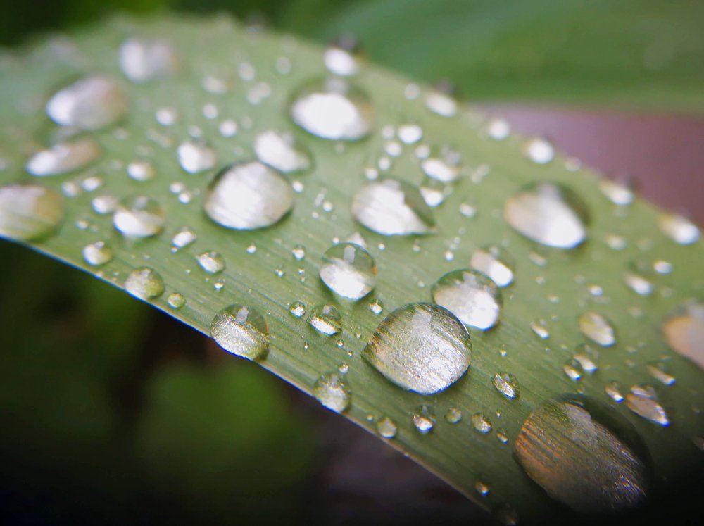 Photograph by Nina Janeckova