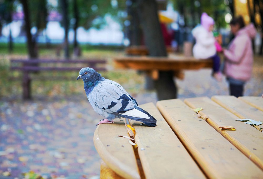 Фотография автора Юлия Капустинская