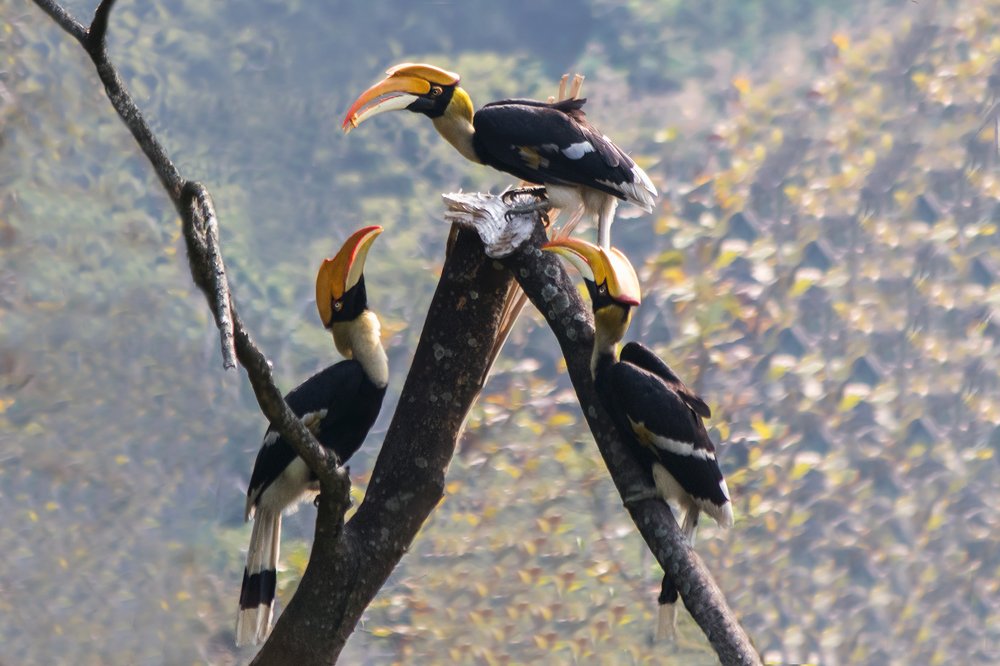 Photograph by Joydeep Mazumder
