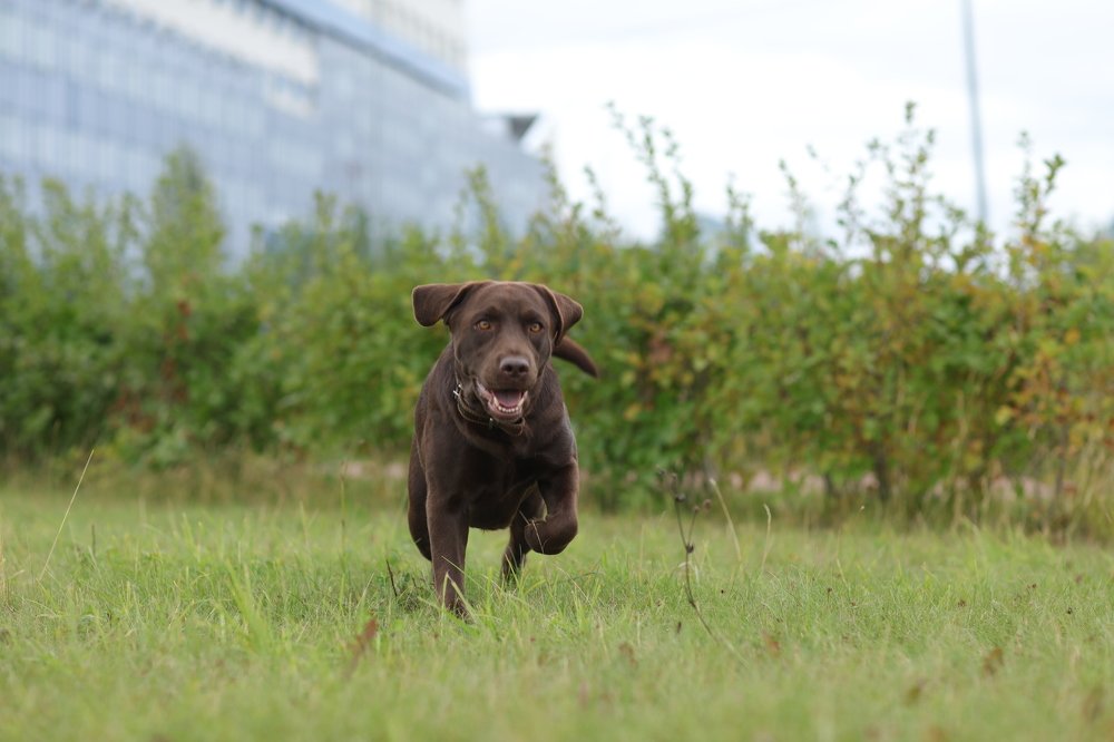 СТЕЛЛА ФИДЕЛИС ЭЛЕГИЯ