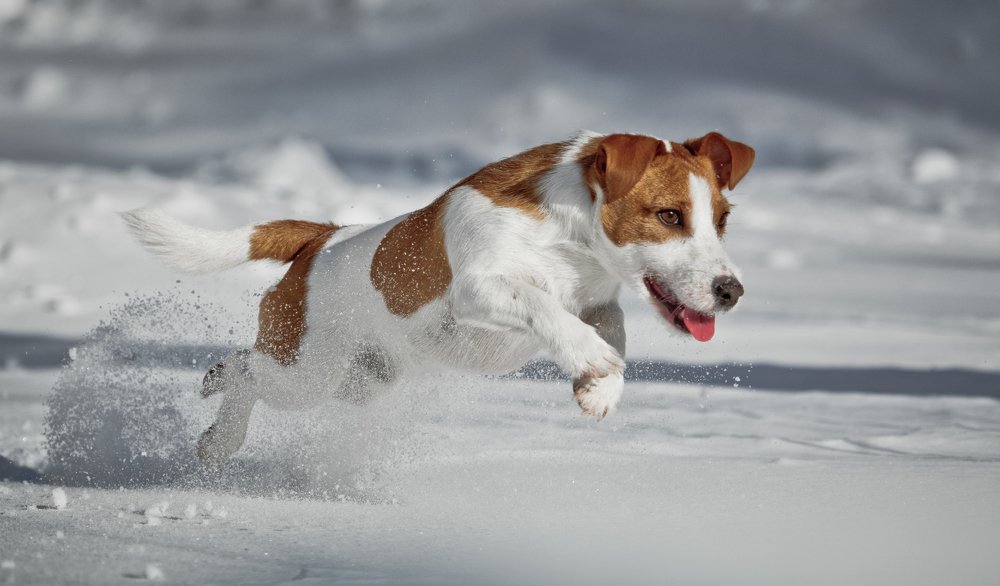 Photograph by  SHCHELKUNOV