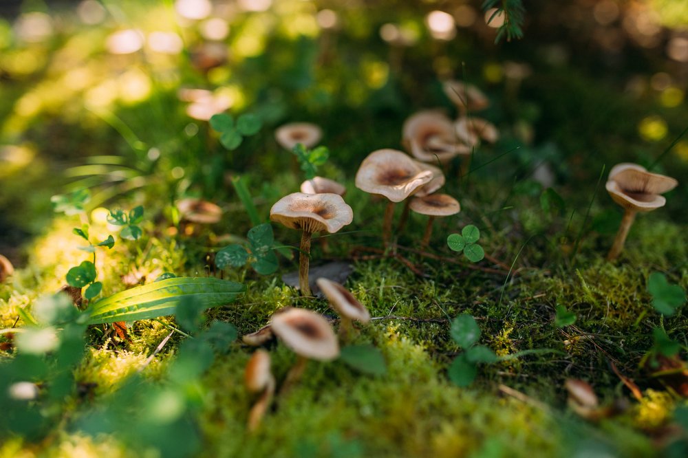 Photograph by Алеся Бутакова