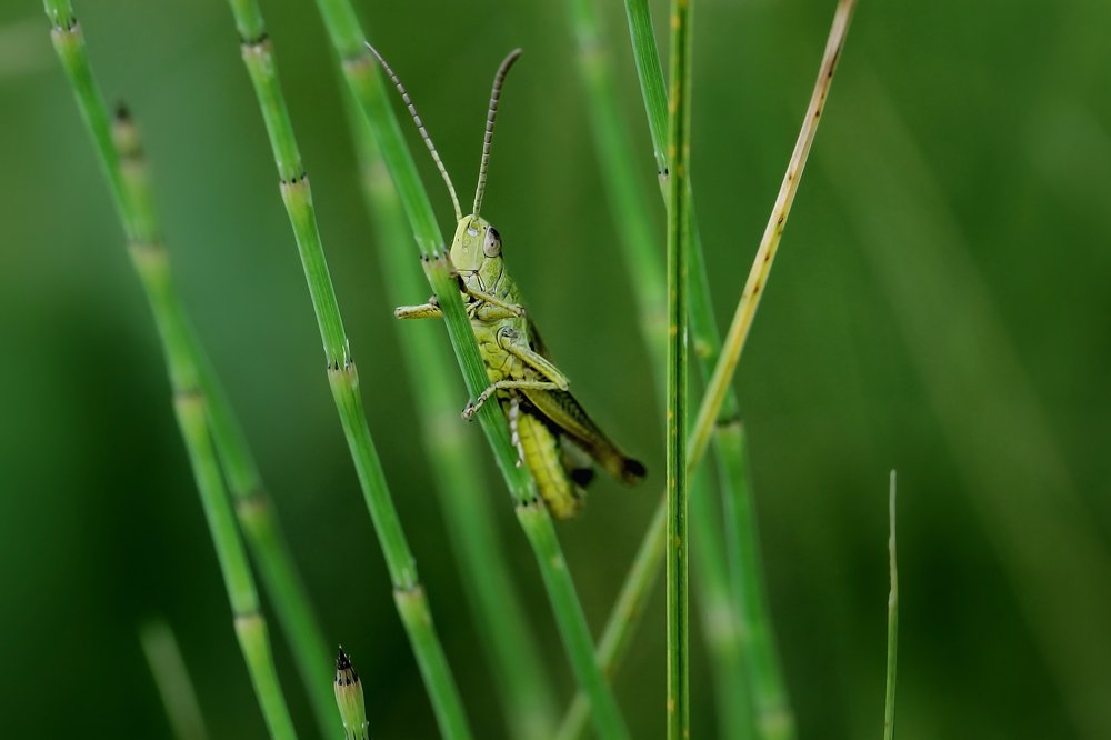 В траве сидел кузнечик...