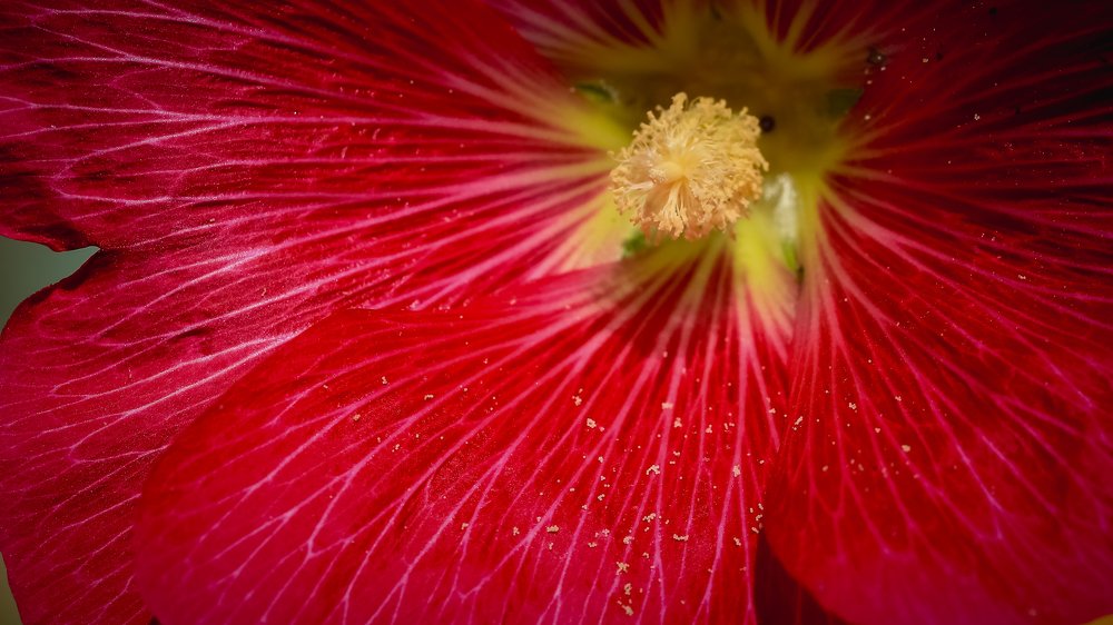 Photograph by  SHCHELKUNOV