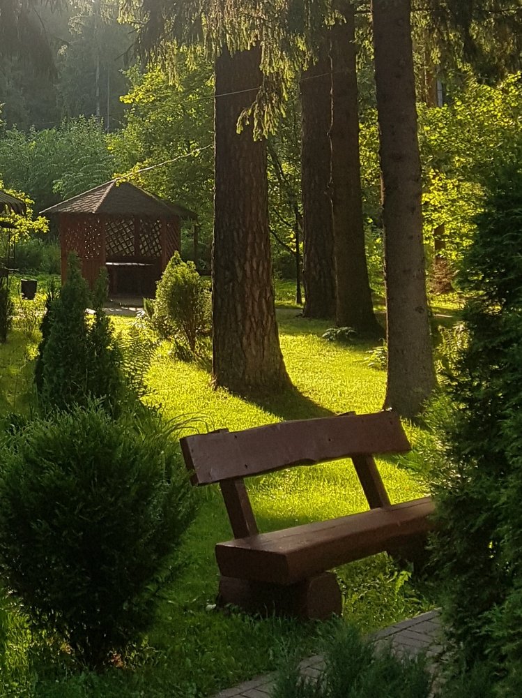 Заколдованный лес.