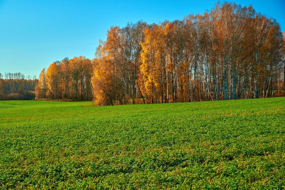 Фотография автора Александр Медведев