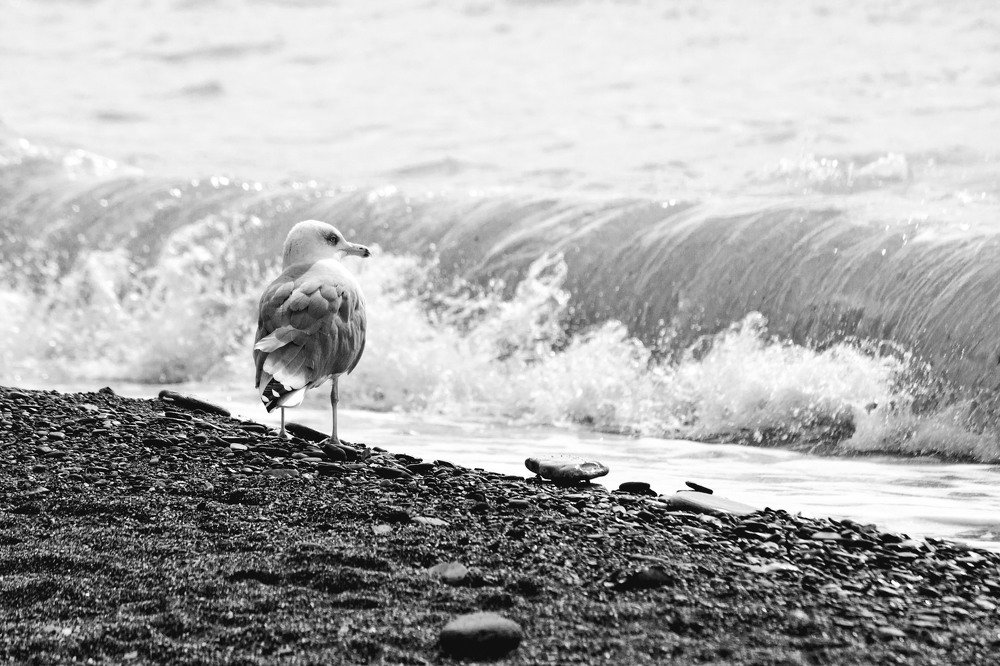 У Черного моря!