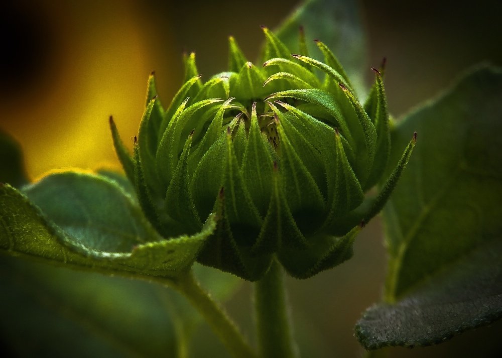 Photograph by Susmita Ghosh