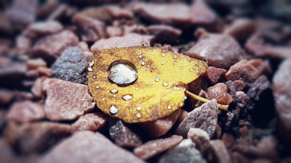 Капля на листе