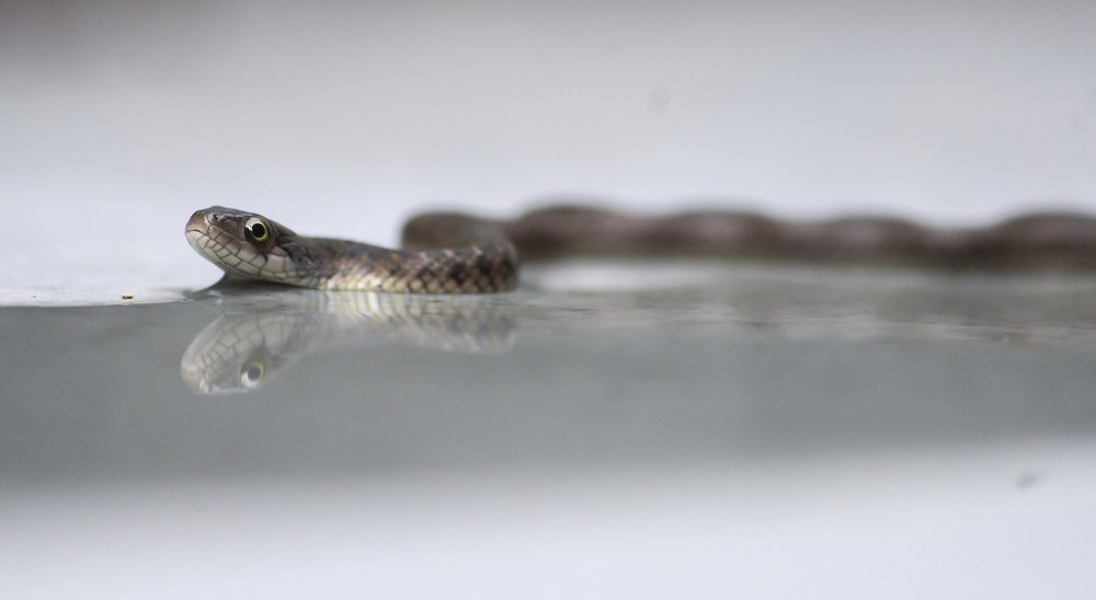 Photograph by Ayushmaan Sharma