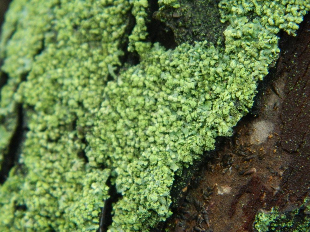 Photograph by Юлия Зеленева