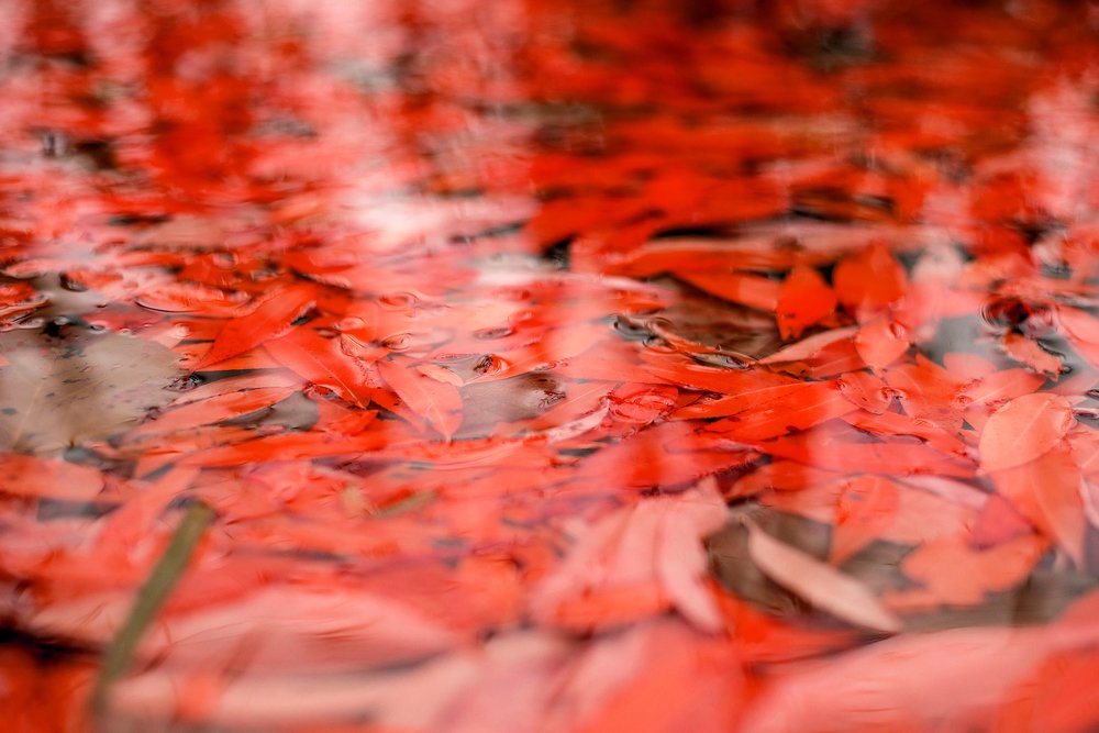 Photograph by Фарида Рахимова