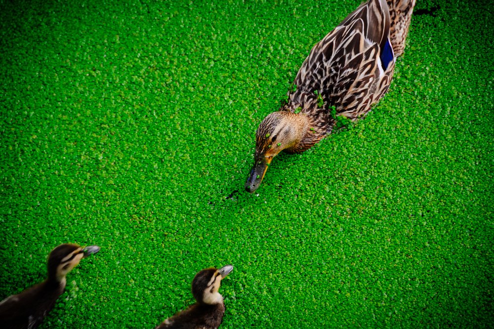 Photograph by Алексей Иванов