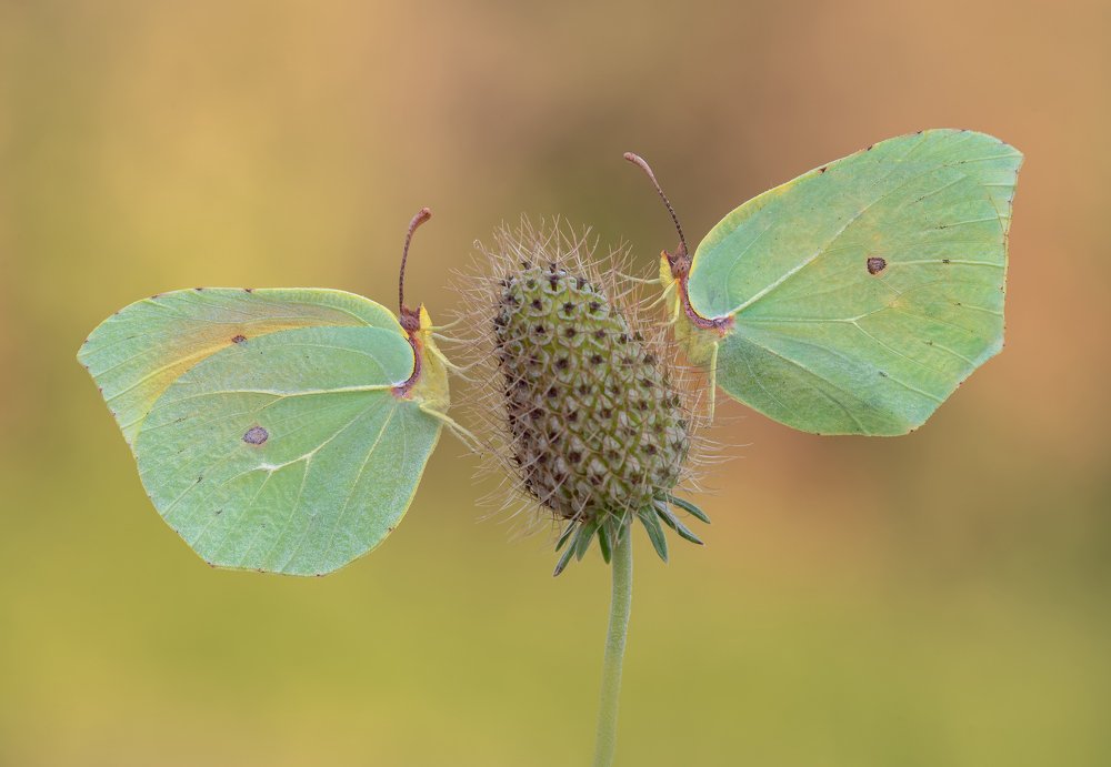 Photograph by Enrico Luzi
