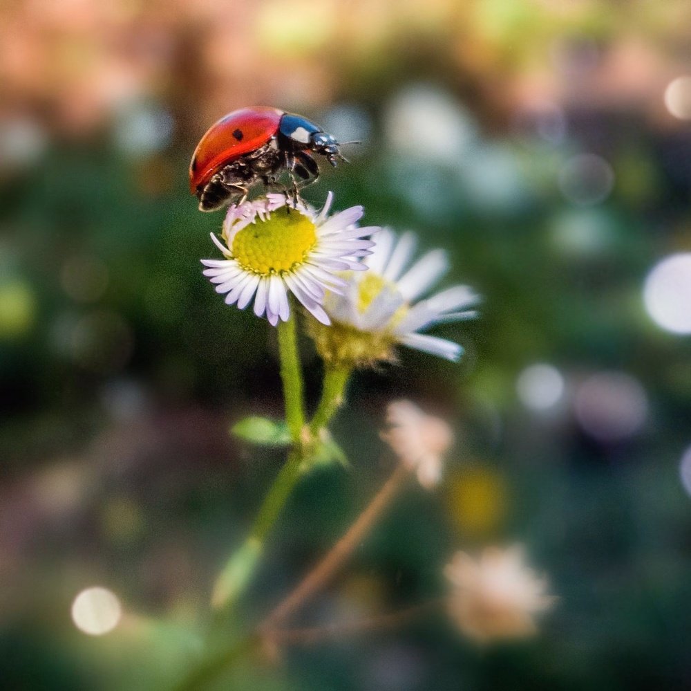 Photograph by СВЕТЛАНА