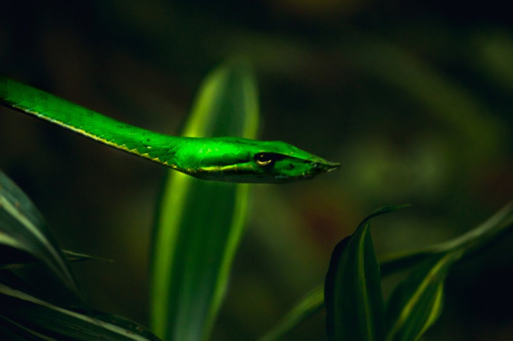 Photograph by Mithun Narayanan