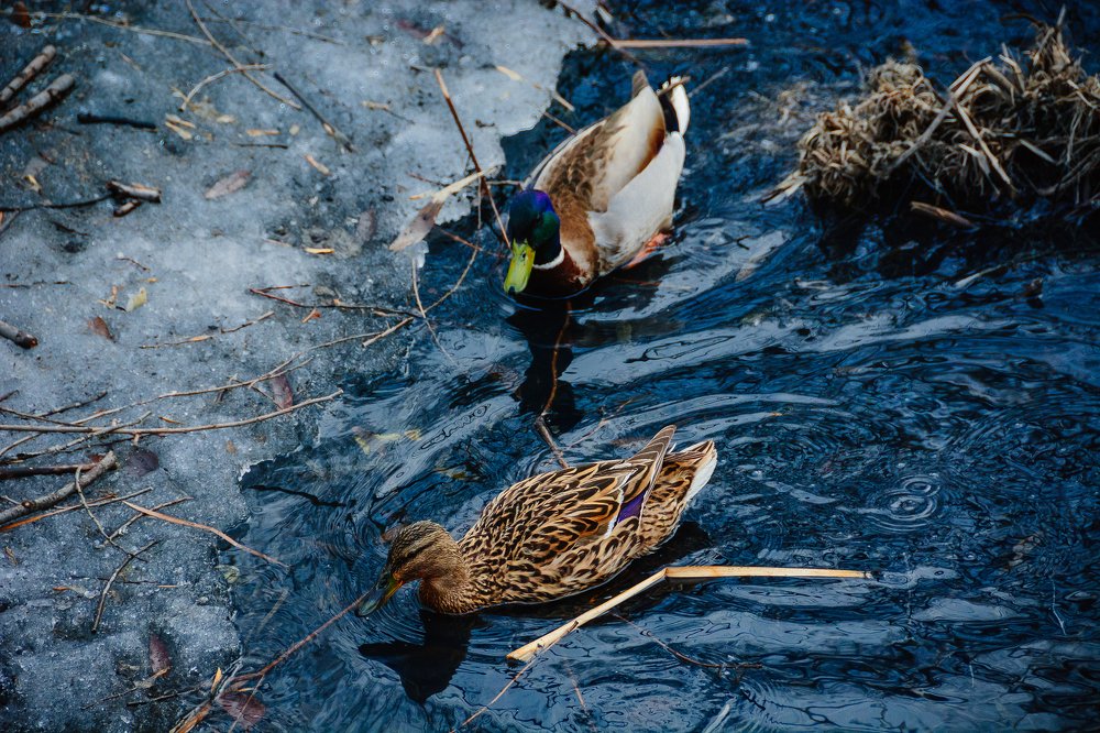 Photograph by Алексей Иванов