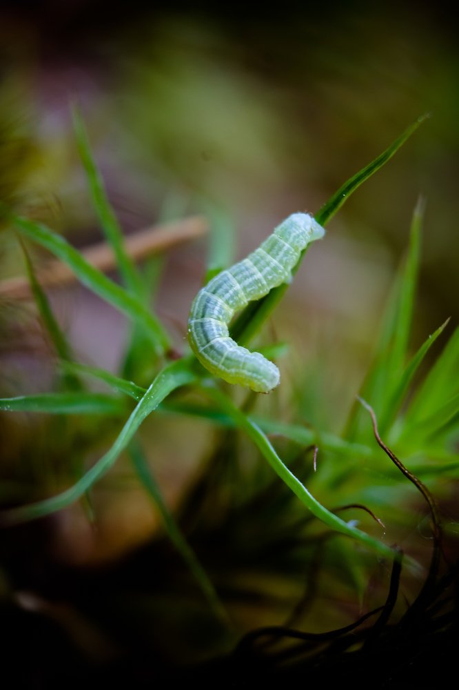 Photograph by Leonid Ivanovskij