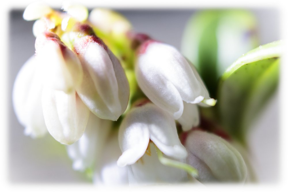 Photograph by Leonid Ivanovskij