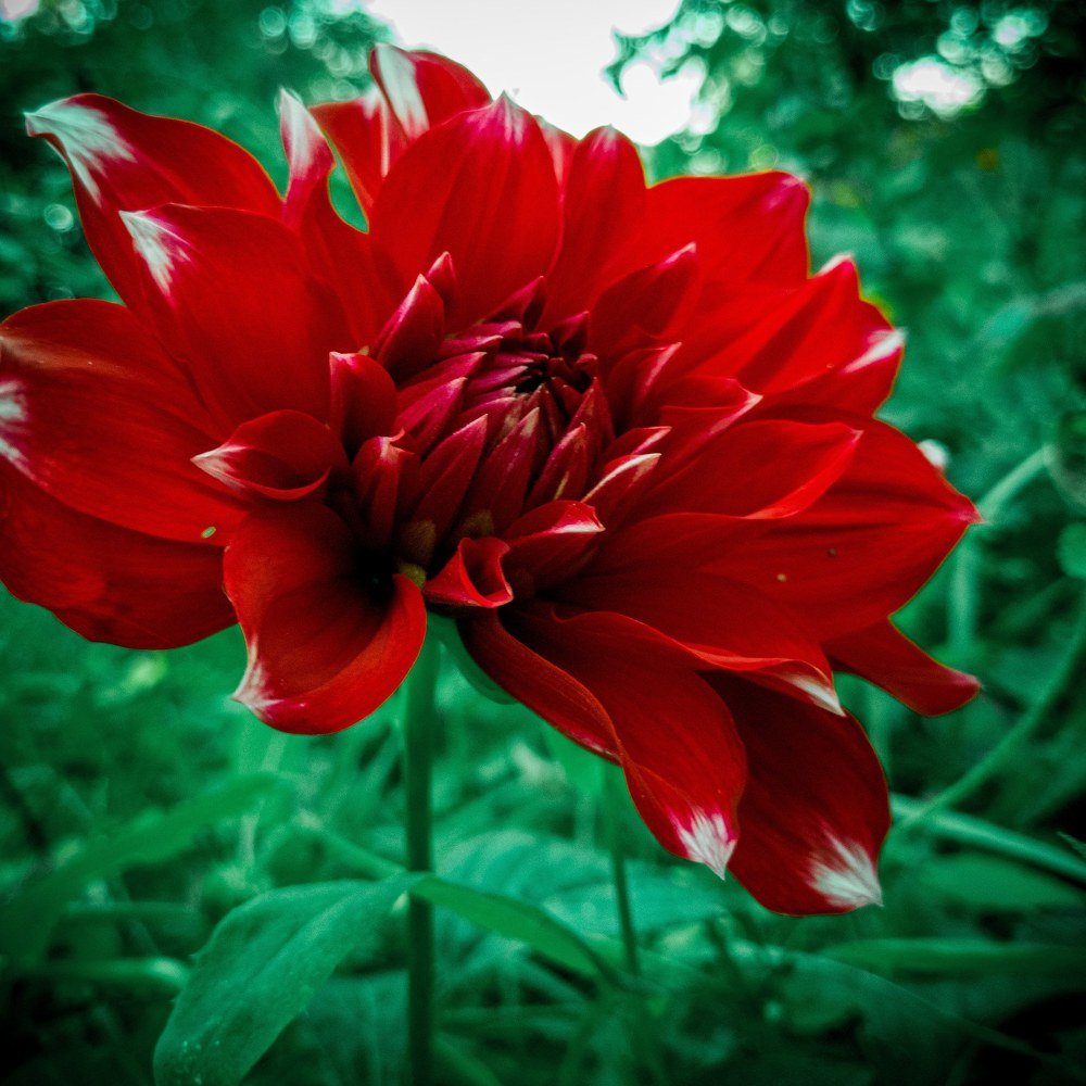 Photograph by СВЕТЛАНА