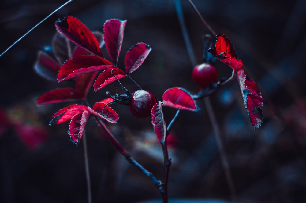 Photograph by Александр Попович