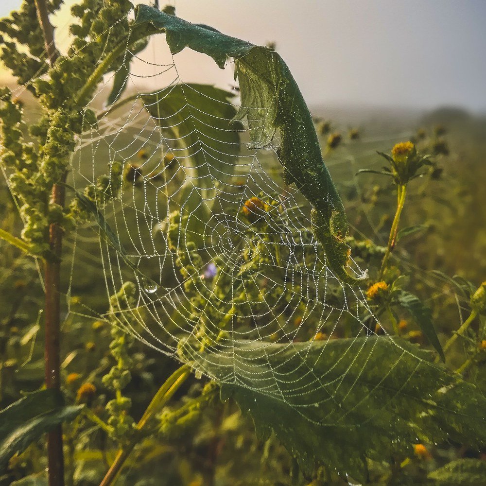 Пробуждение