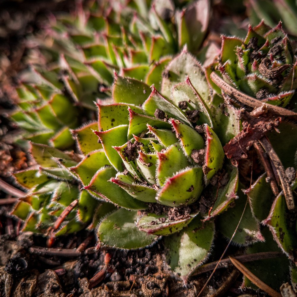 Photograph by СВЕТЛАНА