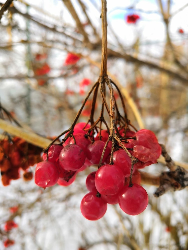 Photograph by СВЕТЛАНА