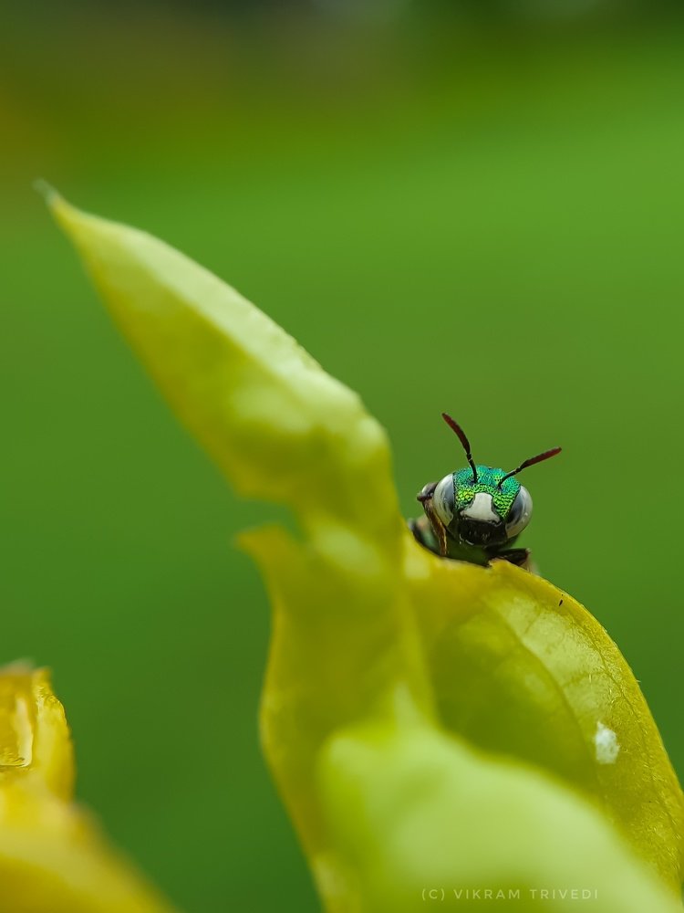 Фотография автора Vikram Trivedi