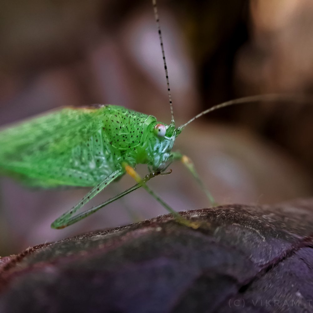 Фотография автора Vikram Trivedi