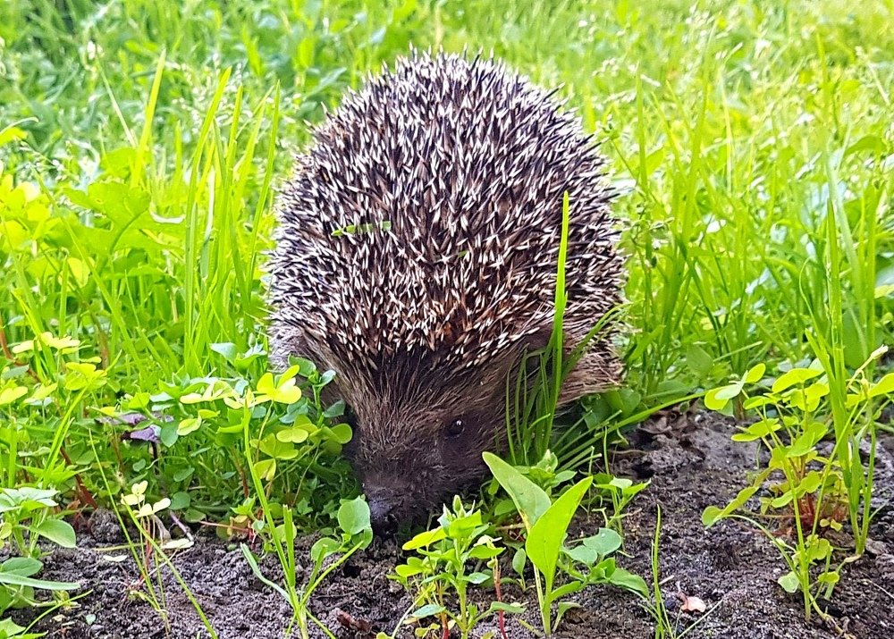 Photograph by леонид натапов